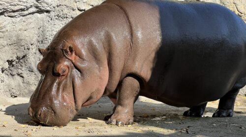 dans un zoo, un hippopotame pris par erreur pour un mâle pendant des années