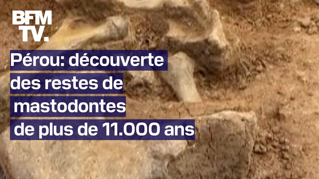 découverte des restes de mastodontes de plus de 11.000 ans