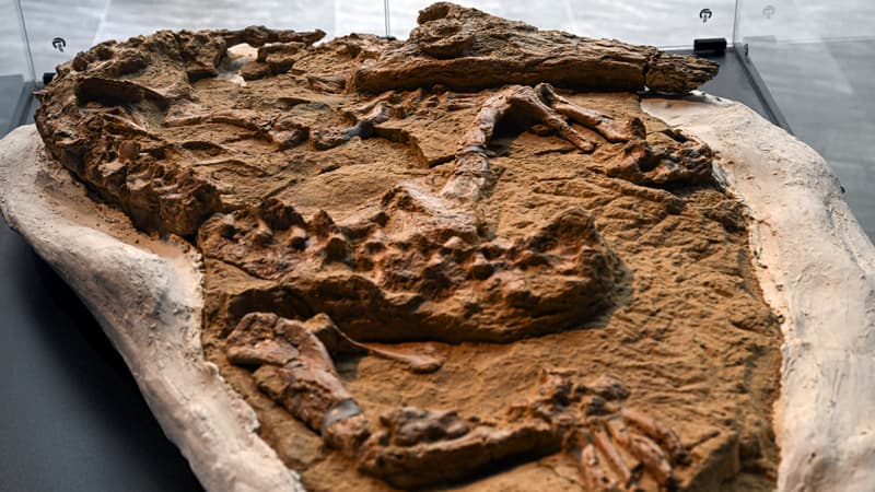 découverte d'un rare fossile de crocodile marin de plus de 10 millions d'années