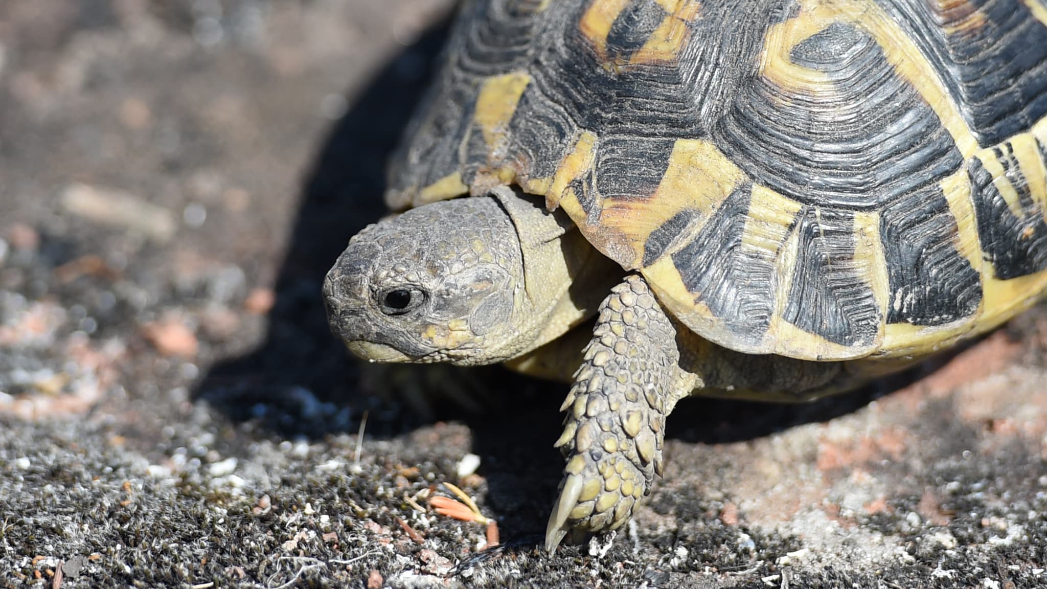 découverte d'une tortue censée avoir disparu depuis 60 ans dans les Pyrénées-Orientales