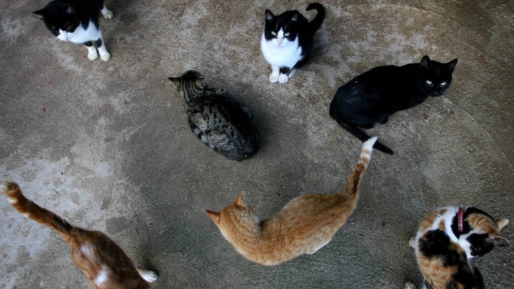 des chats disparaissent par dizaines depuis plusieurs semaines