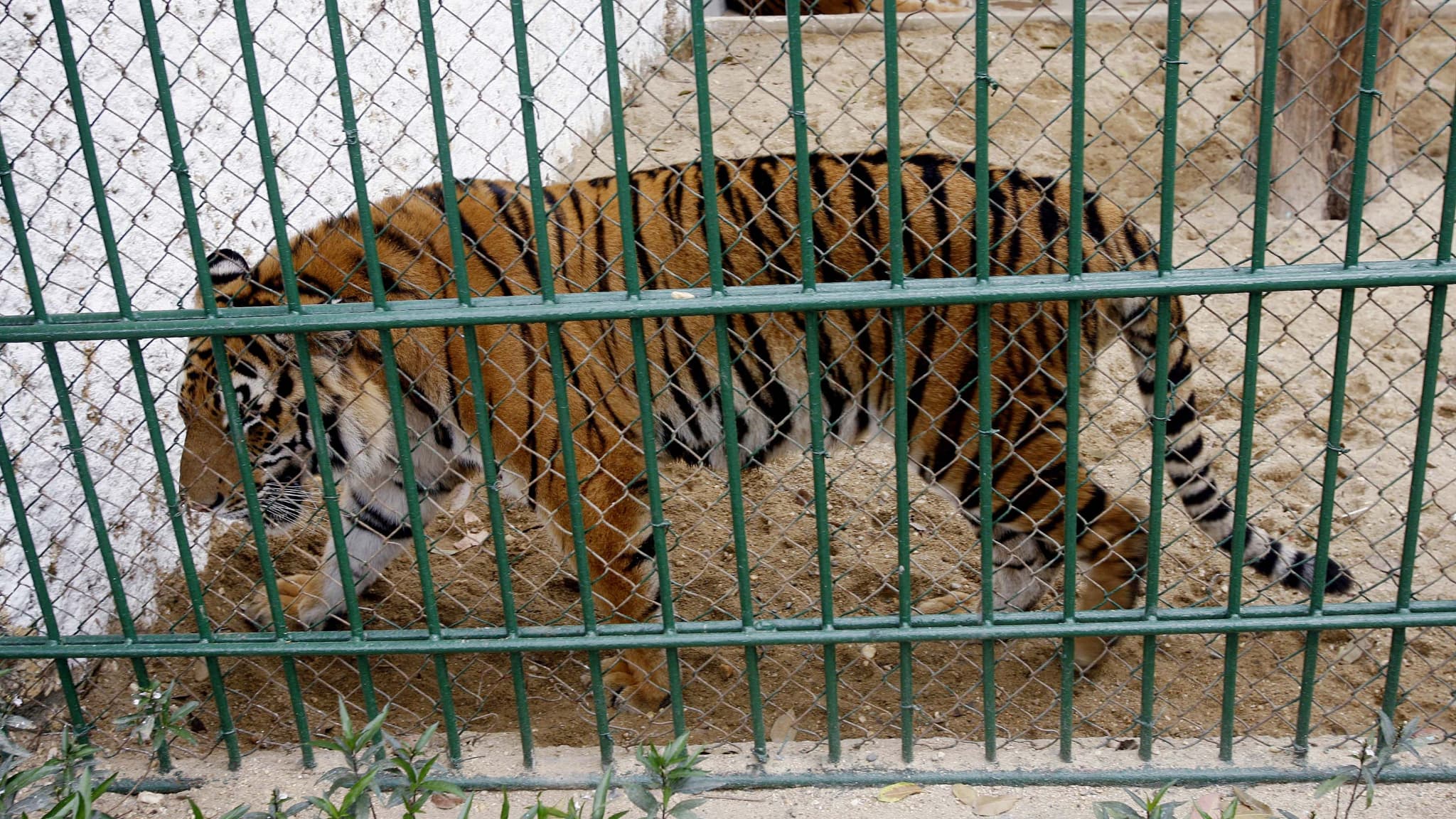 des dizaines de tigres sont morts dans des zoos après avoir contracté la grippe aviaire