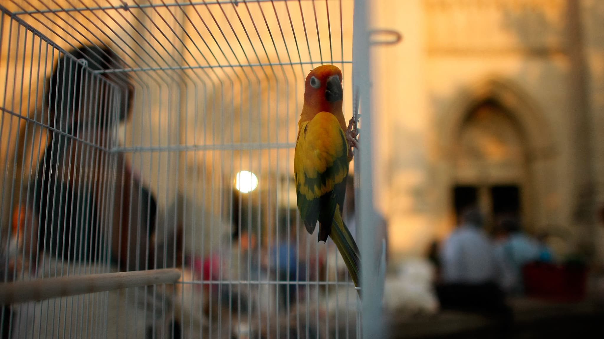 des oiseaux "menacés" ou "protégés" découverts en marge d'une opération "place nette"