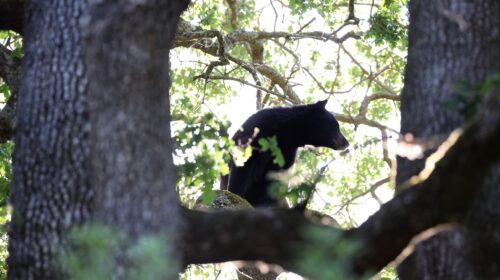 des oursons enlevés d’un arbre aux États-Unis afin de prendre des selfies