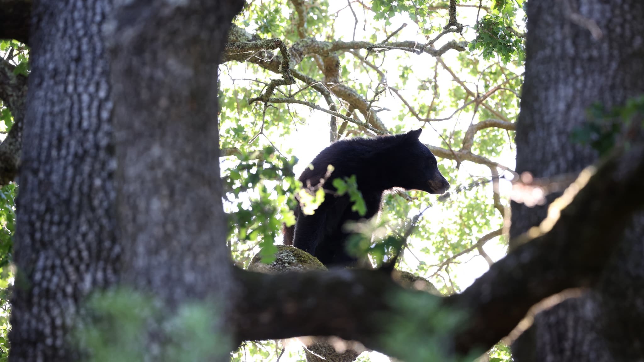 des oursons enlevés d'un arbre aux États-Unis afin de prendre des selfies