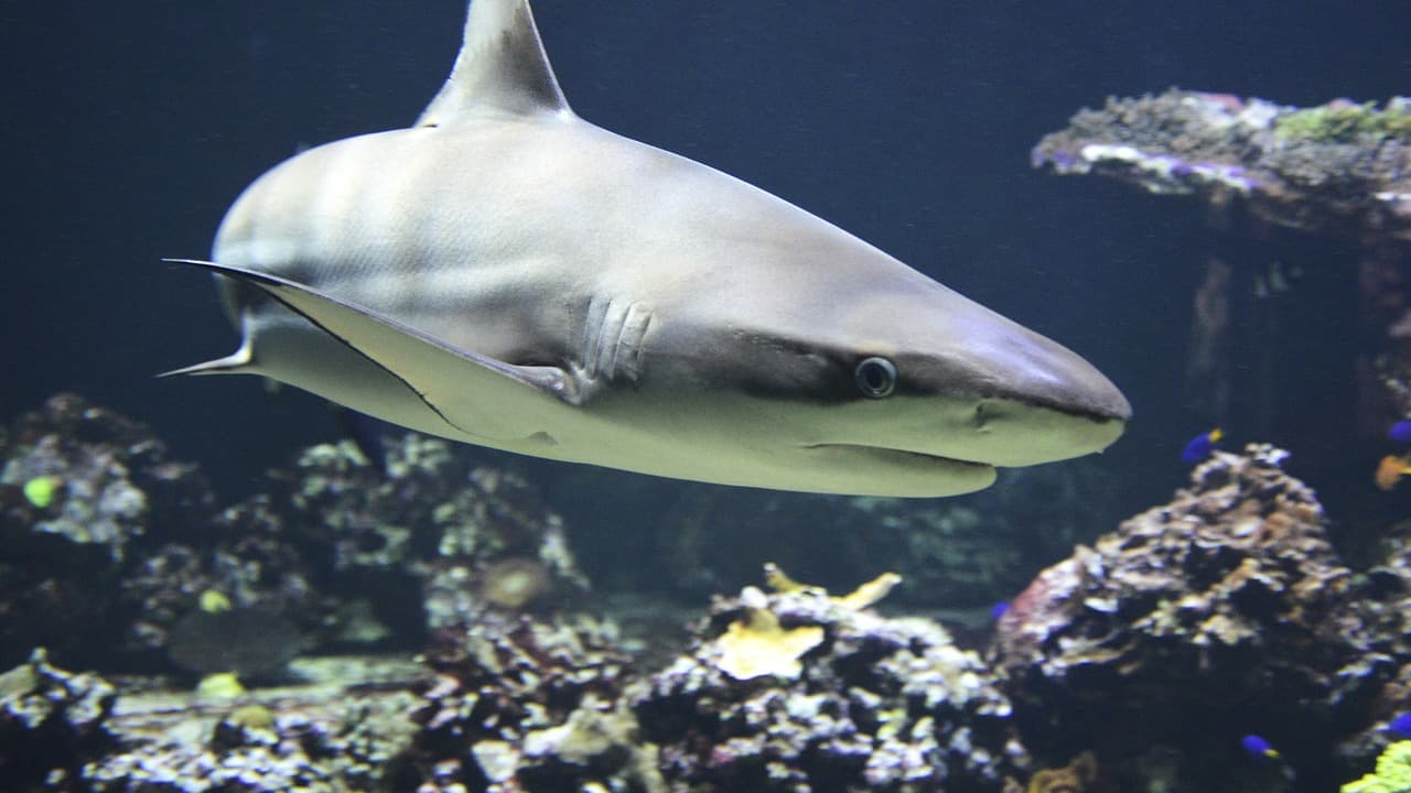 des reproductions de femelles requins sans mâles observées par des scientifiques