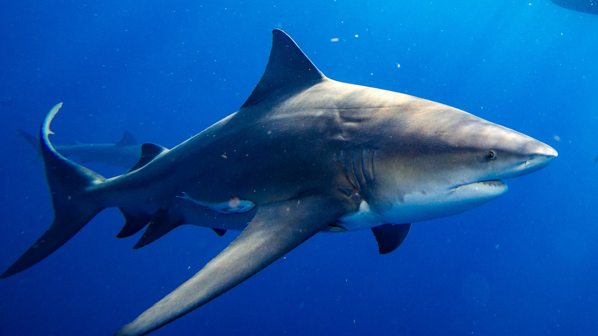 des requins testés positifs à la cocaïne à cause du trafic de drogue