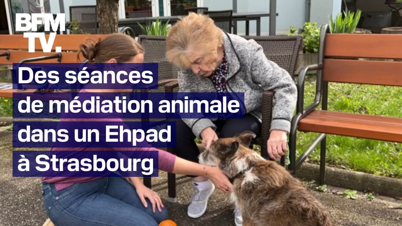 des séances de médiation animale proposées dans un Ehpad