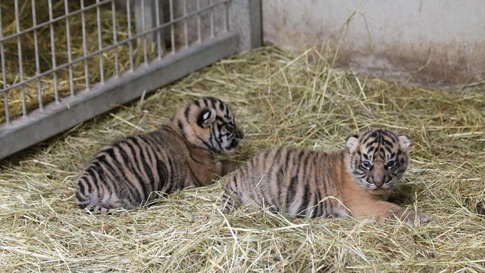 deux adorables bébés tigres d'une espèce en danger naissent en captivité