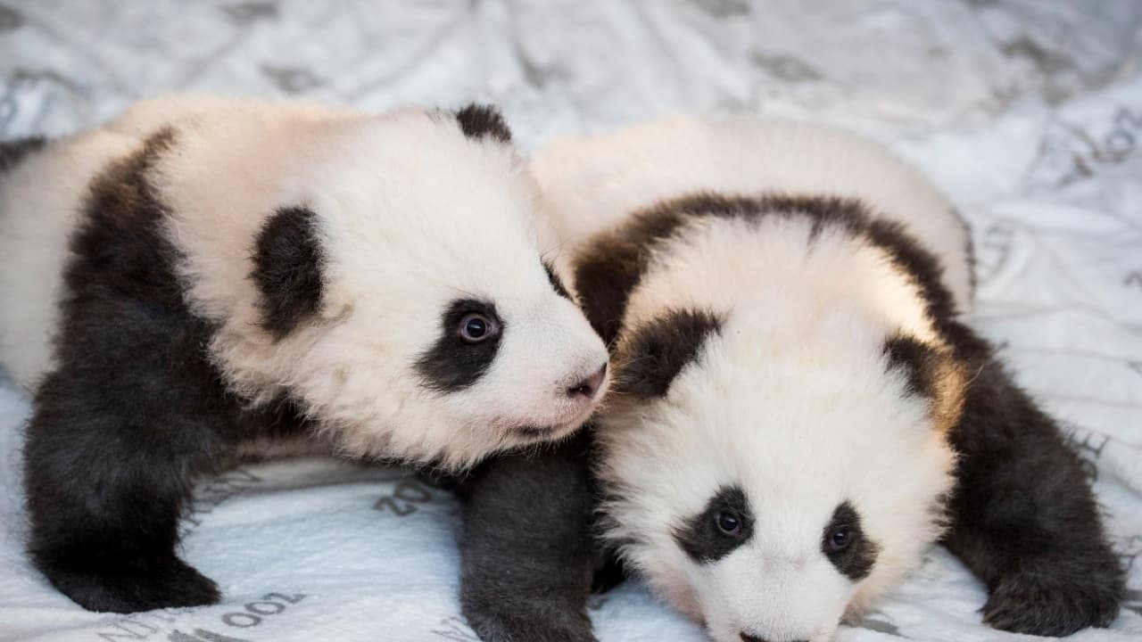 deux bébés pandas jumeaux dévoilés au zoo de Berlin ce mercredi