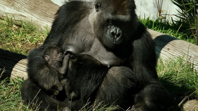 deux gardiennes de zoo se retrouvent coincées avec un gorille dans un enclos