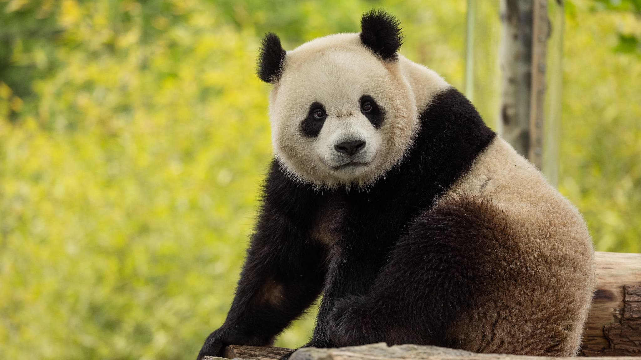 deux pandas envoyés par la Chine sont en route pour les États-Unis