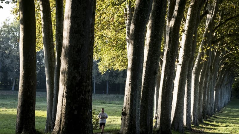 en Haute-Marne, 4.000 arbres menacés au nom de la sécurité routière