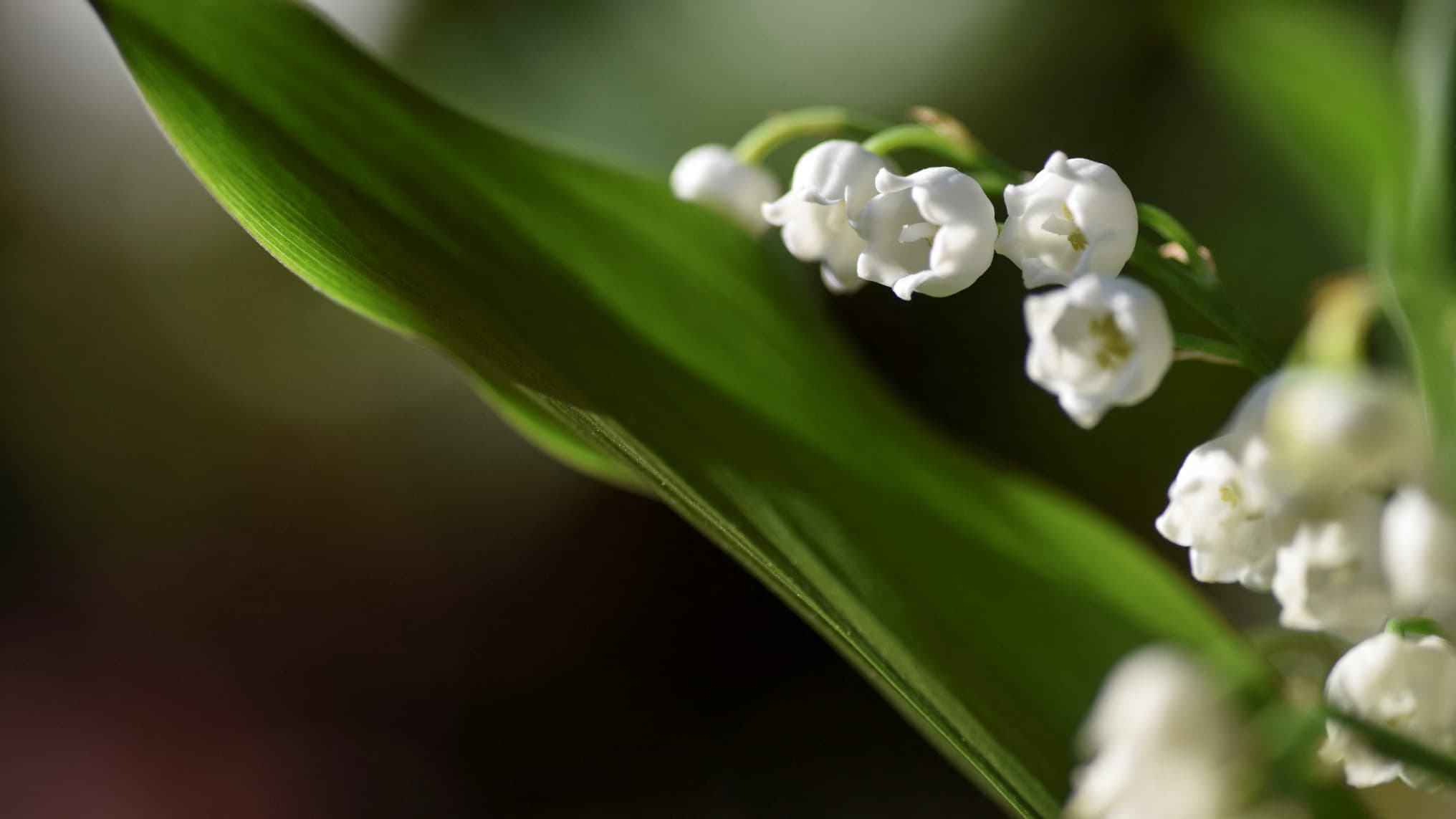 gare au muguet, toxique pour vos animaux de compagnie