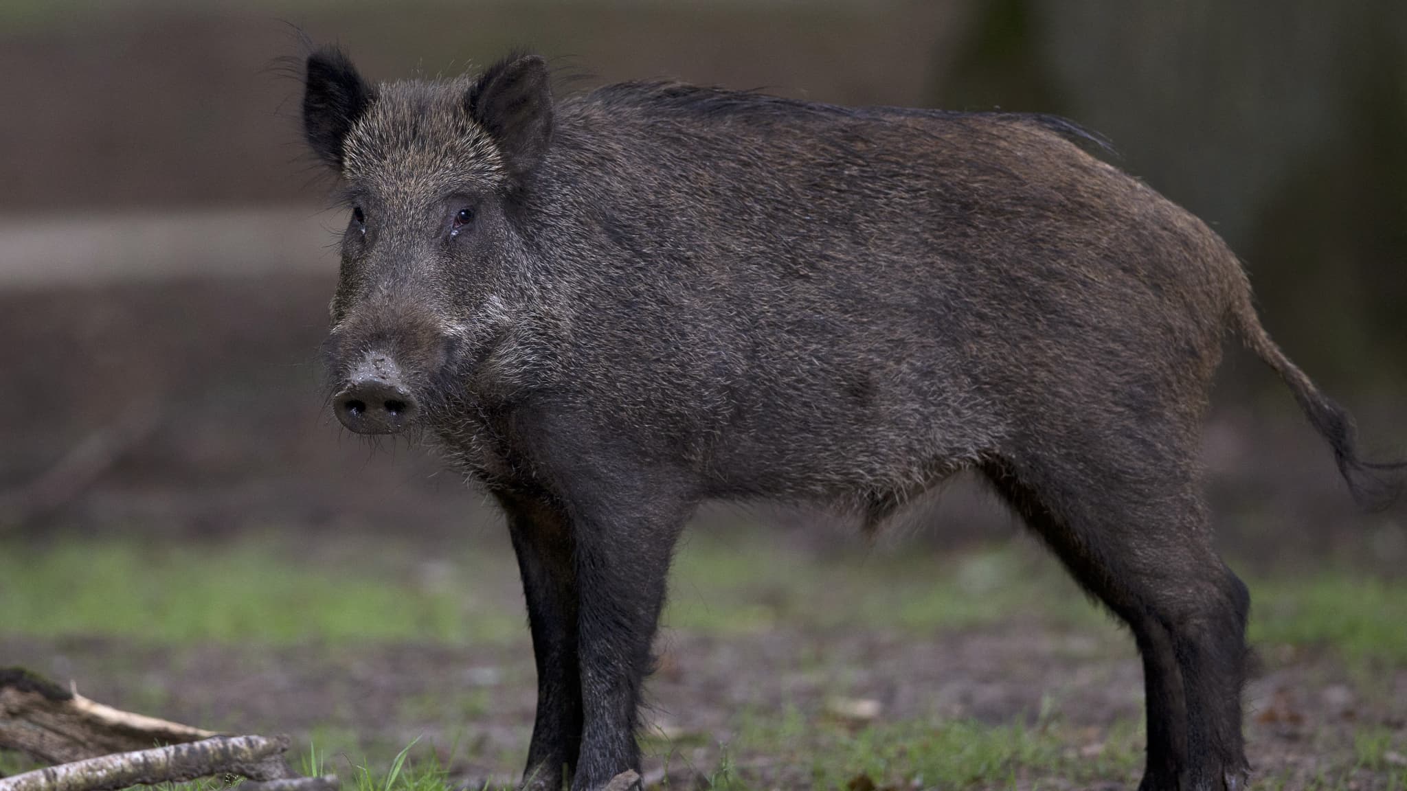 ils tombent nez à nez avec un sanglier devant leur porte au quatrième étage