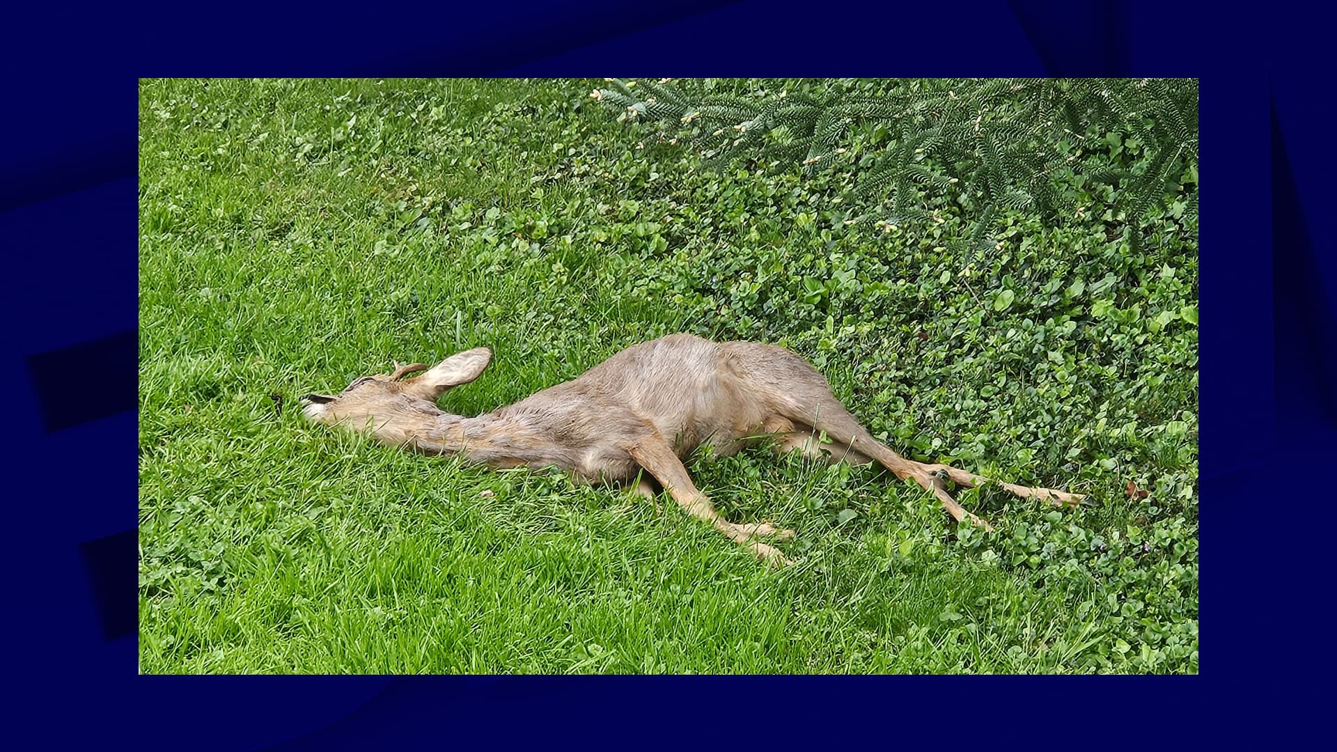 ivre, un chevreuil s'écroule dans un jardin après avoir mangé trop de bourgeons