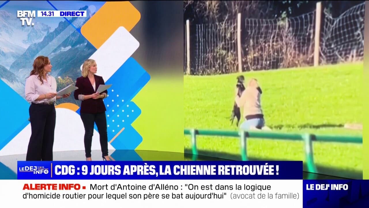 la chienne disparue retrouvée après neuf jours de fugue