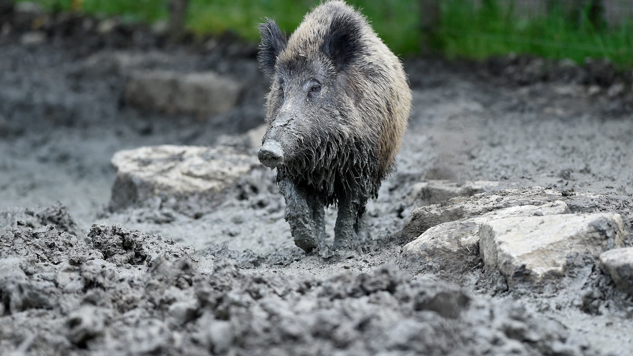 la laie Cocotte confiée à un parc animalier après avoir vécu trois ans dans une grange insalubre