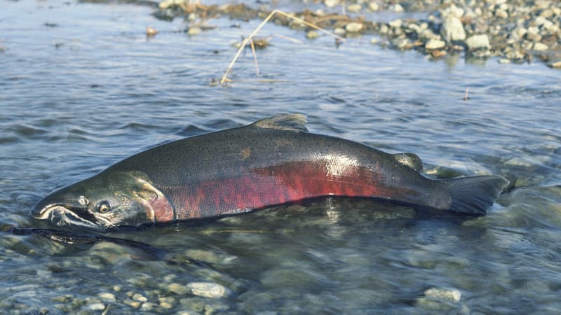 la pêche au saumon interdite pour la deuxième année de suite en Californie