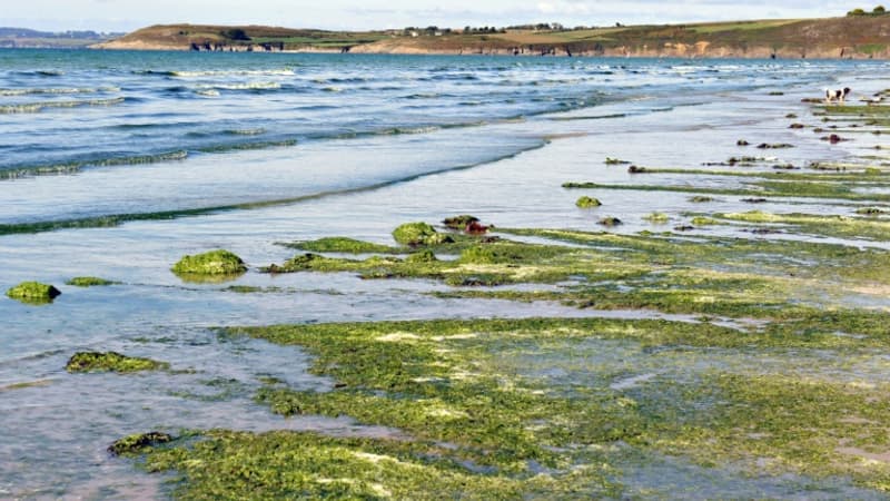 la prolifération a été inférieure à la moyenne en Bretagne cet été