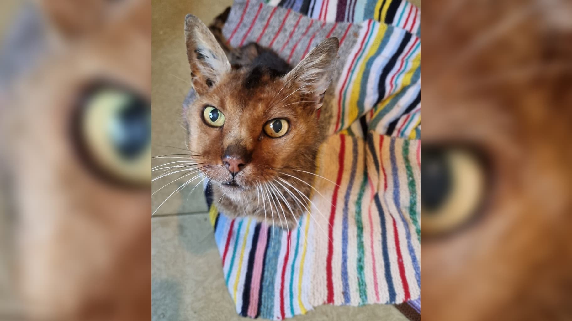 le chat Grizzly retrouve ses propriétaires 13 ans après sa disparition