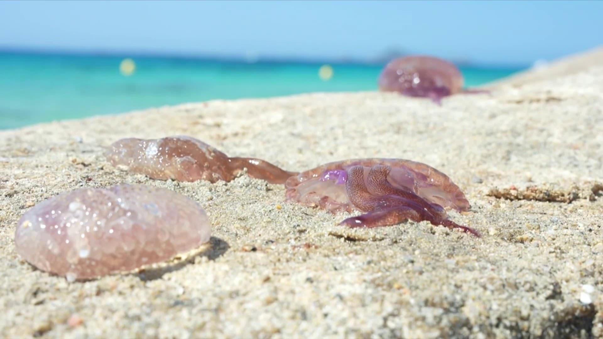 le littoral corse envahit par les méduses