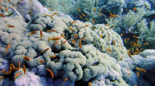 le monde touché par un nouvel épisode de blanchissement des coraux