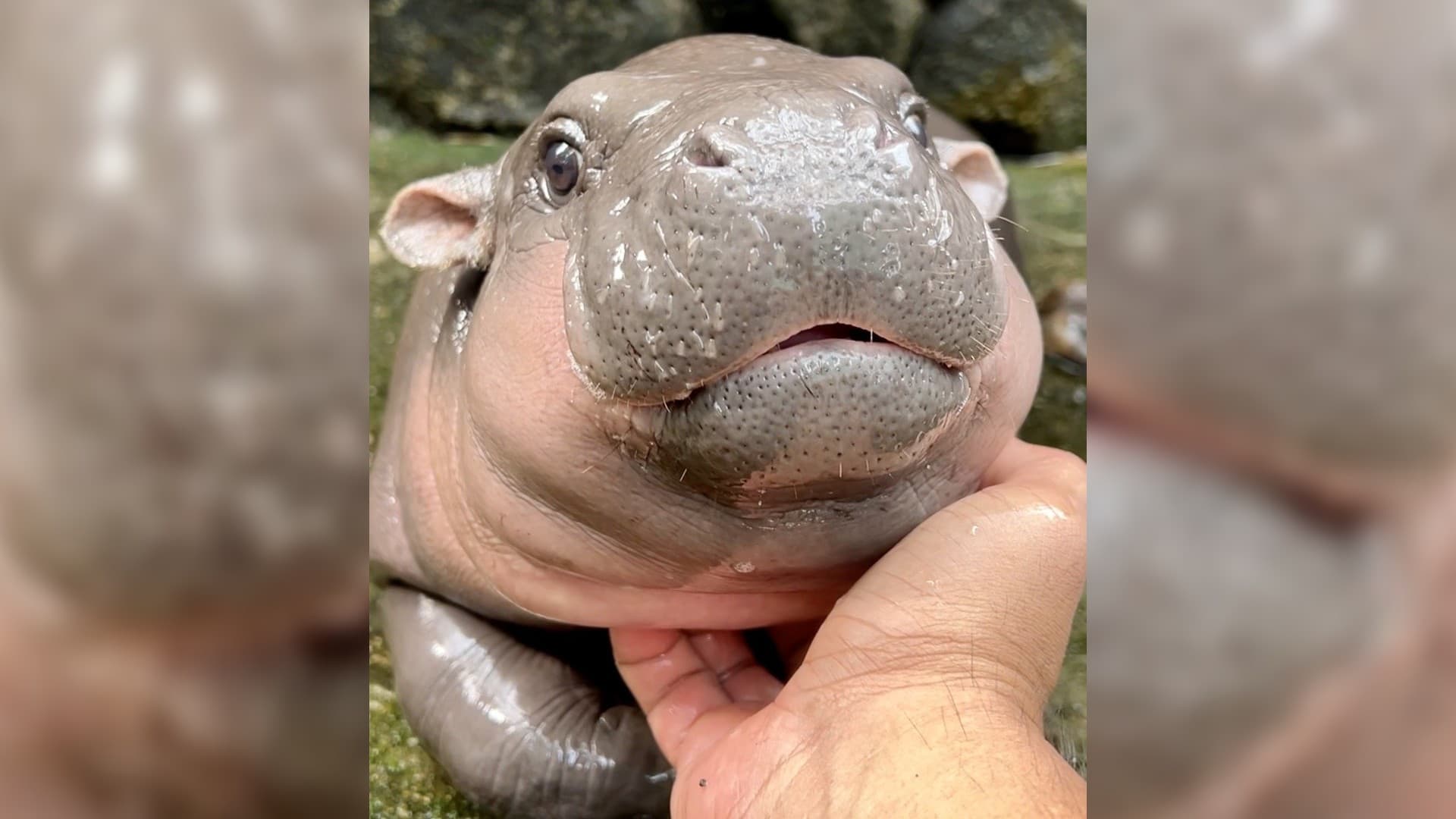 le nombre de visiteurs double dans un zoo après la naissance d'un bébé hippopotame nain