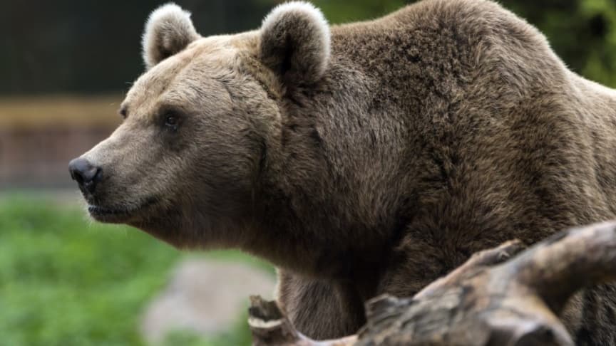 le nombre d'ours bruns est en hausse, du jamais vu depuis 1990