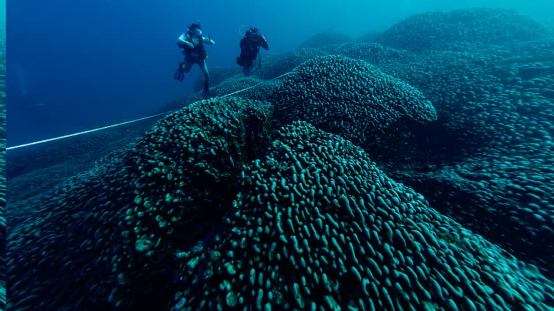 le plus grand corail du monde découvert aux îles Salomon dans le Pacifique