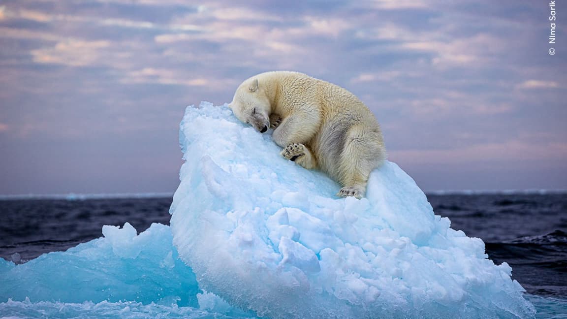 le prix de la photographie animalière de l'année attribué à un cliché d'ours polaire