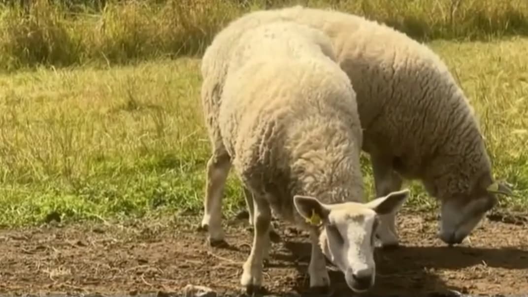 le retard de vaccination contre la fièvre catarrhale inquiète les éleveurs