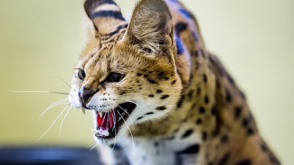 le trafic de servals, un félin originaire d'Afrique, explose en France