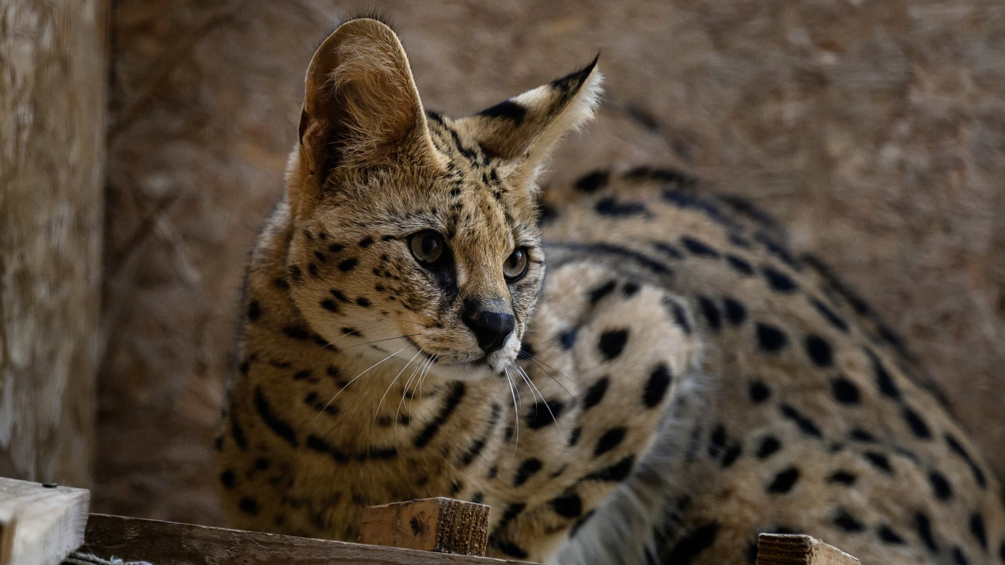 le zoo annonce la "disparition soudaine" de son serval, mort d'une septicémie