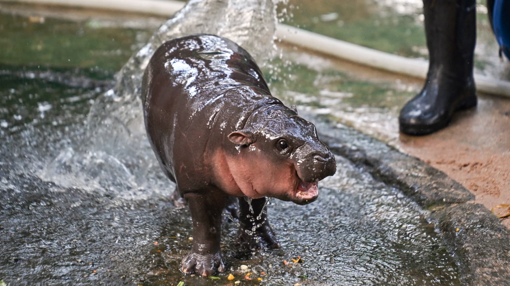 le zoo du bébé hippopotame pygmée Moo Deng fait fortune grâce à son exposition sur les réseaux sociaux