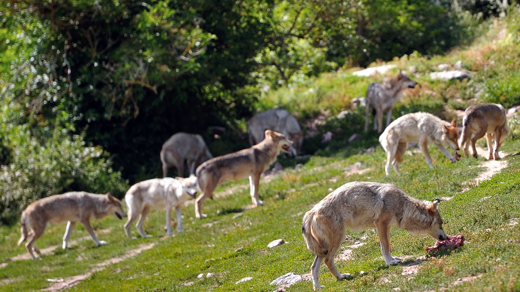 les agriculteurs de Haute-Saône appellés à tuer des loups face aux attaques