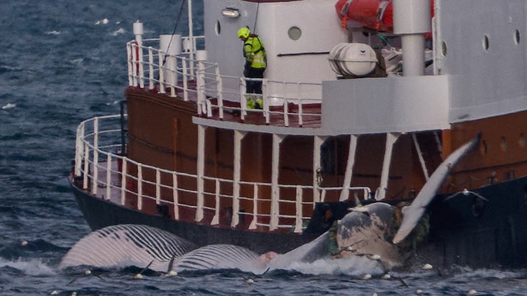 les autorités se prononcent sur l'autorisation de la chasse à la baleine