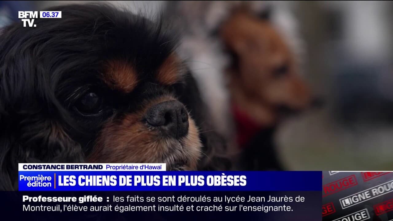 les chiens de plus en plus obèses