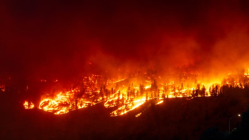 les forêts n'ont presque pas absorbé nos émissions de CO2 en 2023