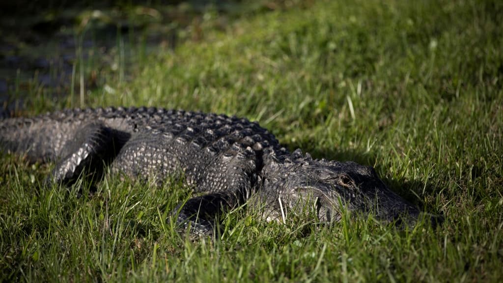 les images d'un alligator hibernant dans un étang gelé au Texas