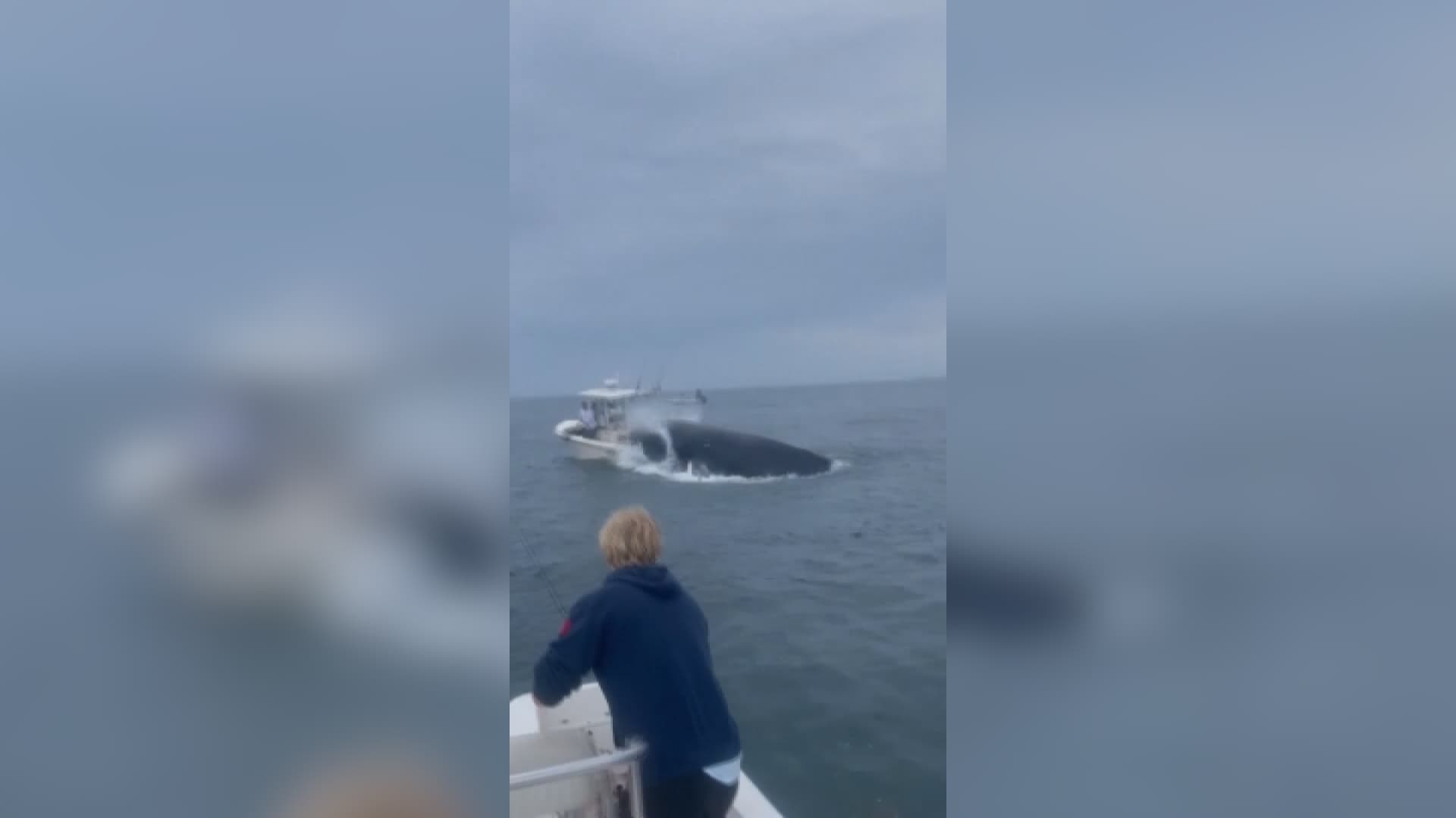 les images d'une baleine faisant chavirer un bateau au large des États-Unis