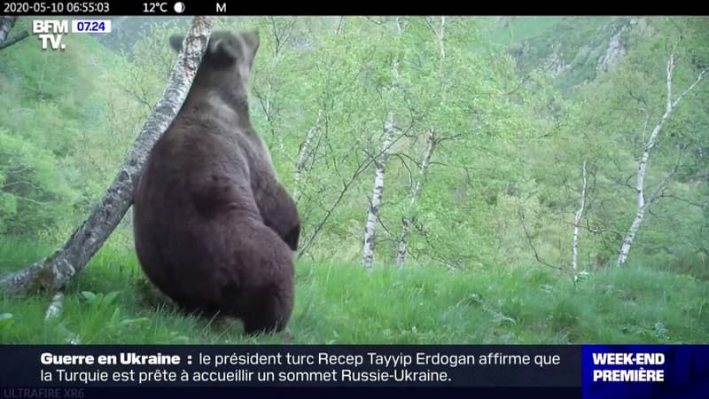 les ours ont moins hiberné cet hiver