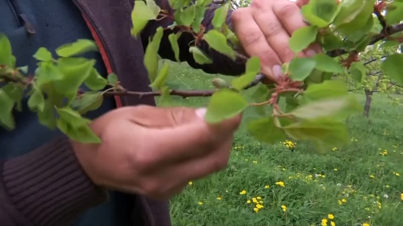 les variations de températures inquiètent les arboriculteurs