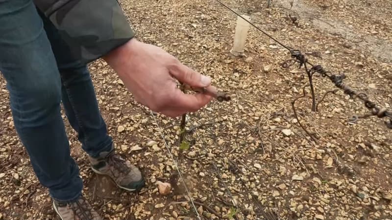 les violents orages ont détruit 80% de la récolte de ce viticulteur à Chablis