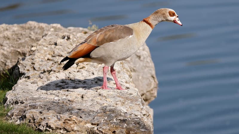 l'ouette d'Égypte, espèce invasive, s'installe dans l'est de la France