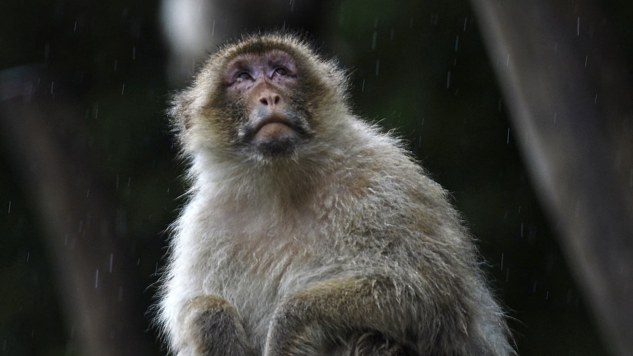 l'un des 43 singes échappés d'un laboratoire retrouvé sain et sauf