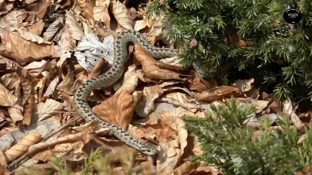 mordu par un serpent pendant sa sieste, un vacancier héliporté à l'hôpital