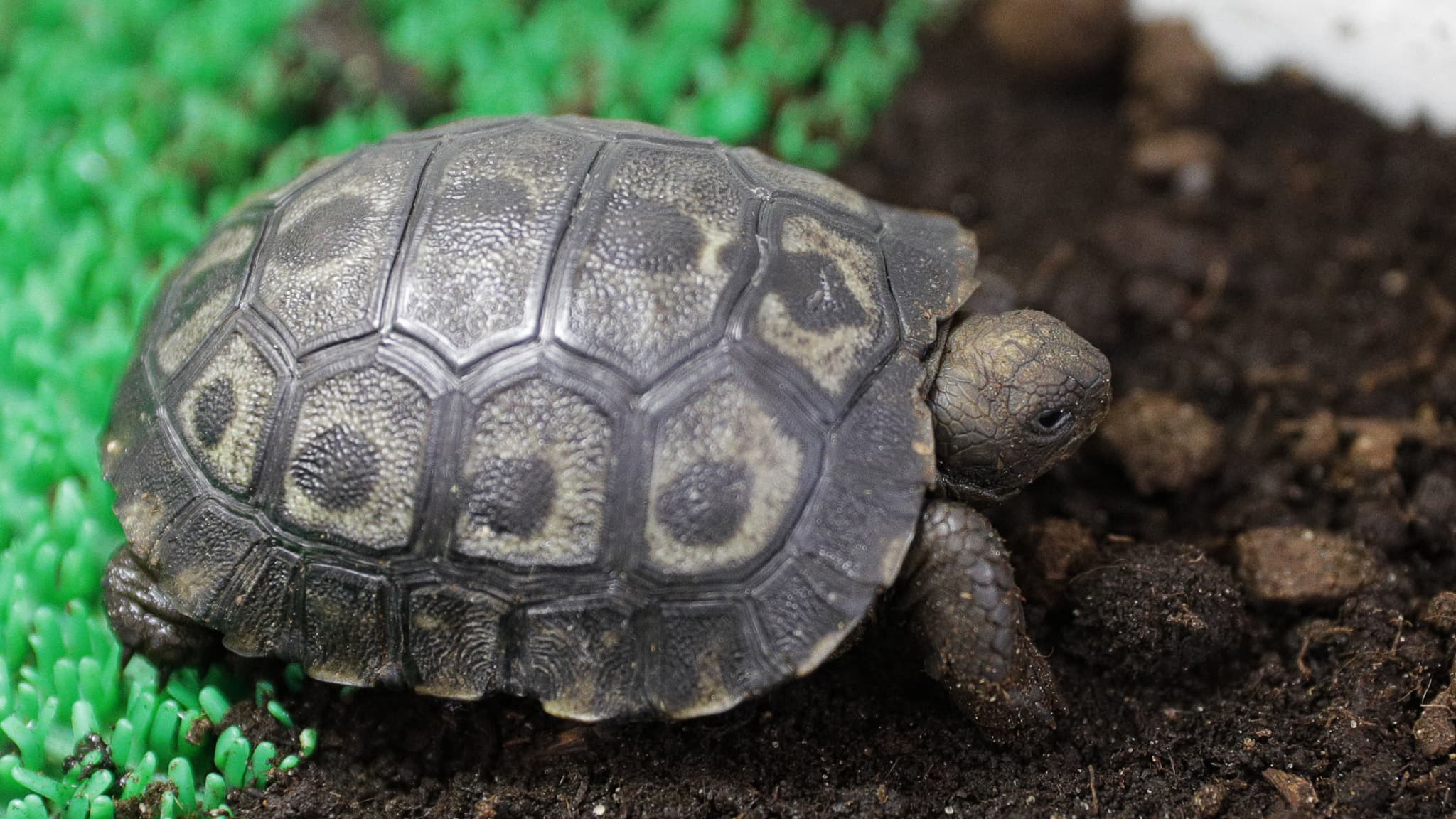 naissance d'une tortue Galápagos à Ajaccio, une première en France