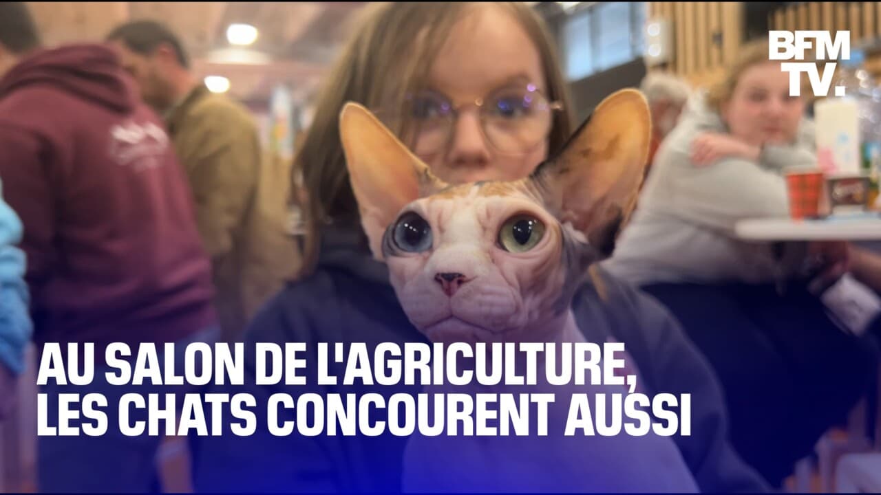 on était à la finale du concours de chats de race au Salon de l'agriculture