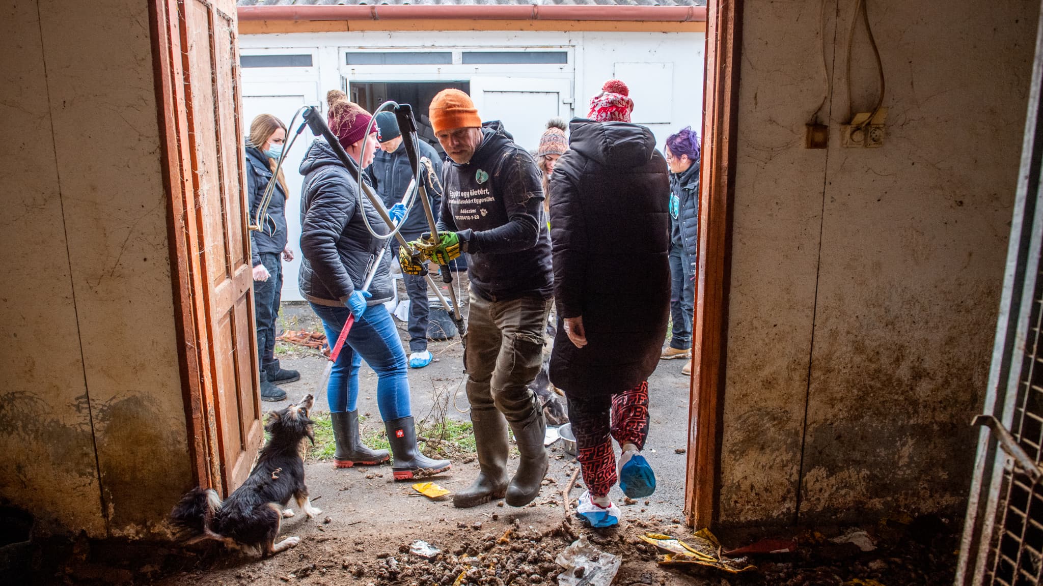 plus de 100 chiens sauvés de conditions "atroces" d'un élevage insalubre